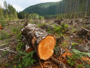 Repetitivo estabelece que comprador de área degradada também responde pelo dano ambiental