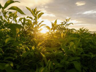indenização dano ambiental prova do dano