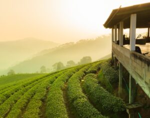 Paisagem de propriedade rural utilizada para ilustrar a classificação dos imóveis rurais em minifúndio, pequena, média e grande propriedade