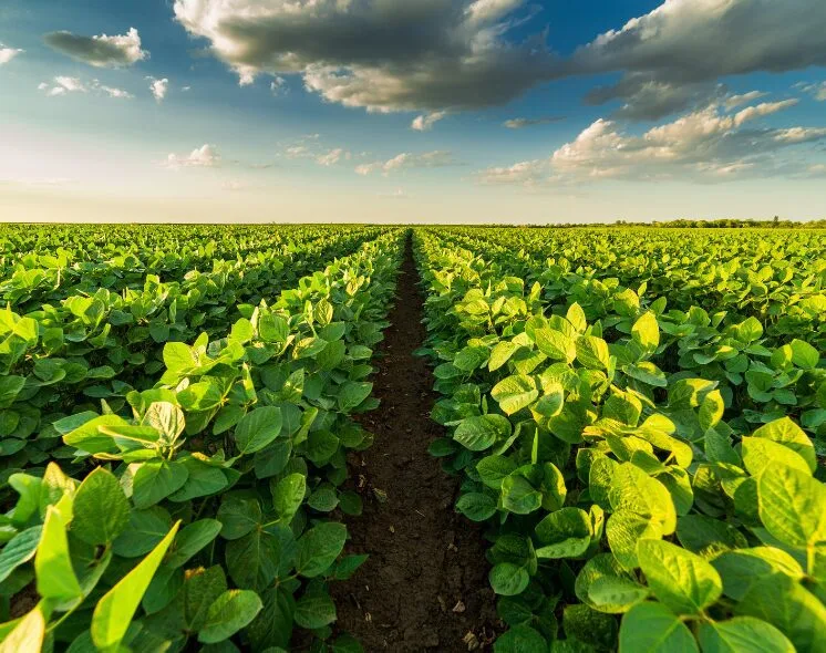 Direito sobre Imóveis Rurais: o que você precisa entender antes de comprar, explorar ou regularizar uma terra