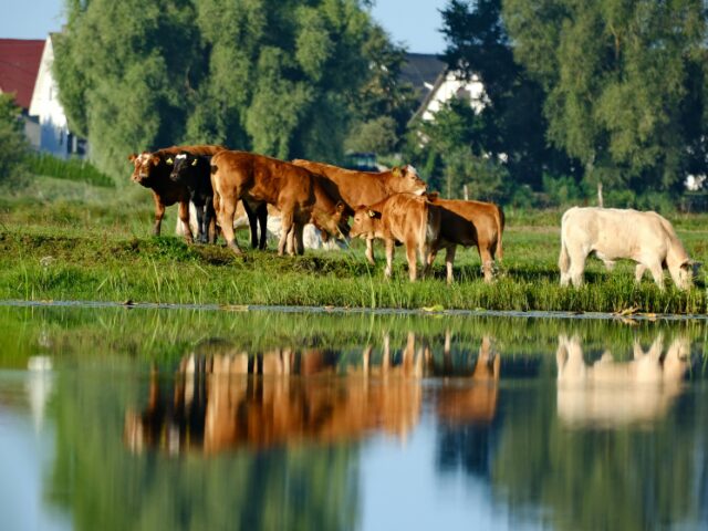 Pequena propriedade rural utilizada pela família, protegida contra penhora pela Constituição Federal.
