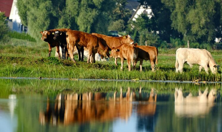 Pequena propriedade rural utilizada pela família, protegida contra penhora pela Constituição Federal.