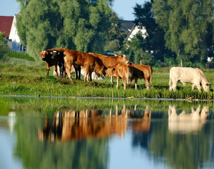 Pequena propriedade rural utilizada pela família, protegida contra penhora pela Constituição Federal.